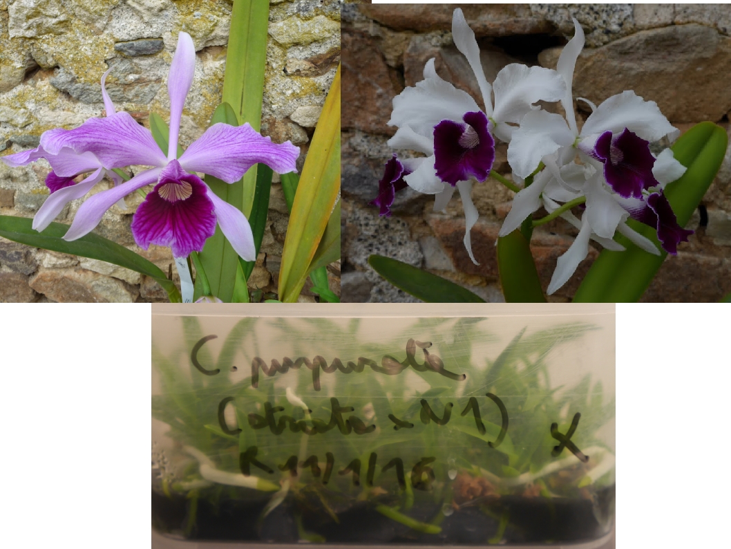 Cattleya (Laelia) purpurata "Striata" x "N1"